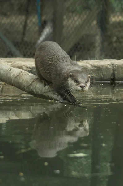 Ein Fischotter in der Nähe des Wassers — Stockfoto