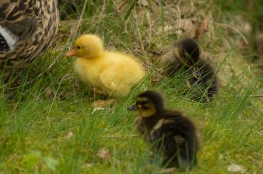 Sarı ördek yavrusu