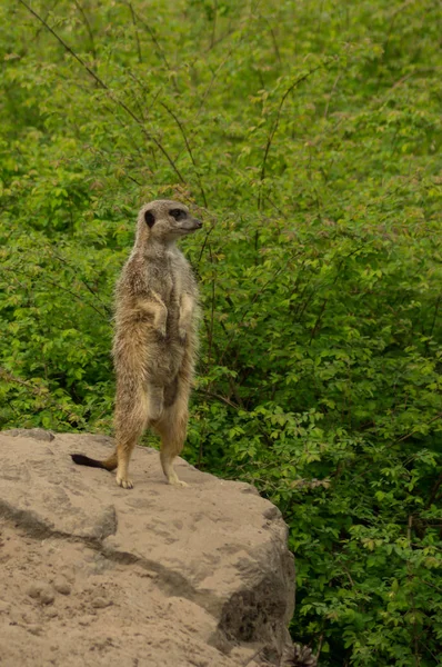 An alert meerkat — Stock Photo, Image