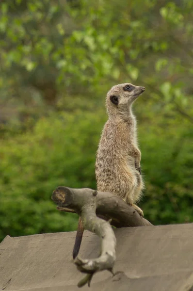 Um Meerkat alerta — Fotografia de Stock