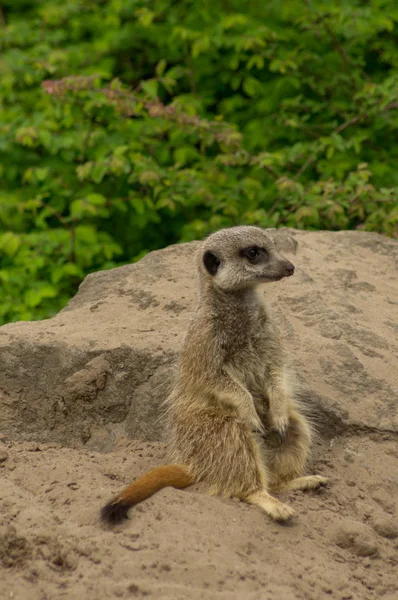 Um Meerkat alerta — Fotografia de Stock