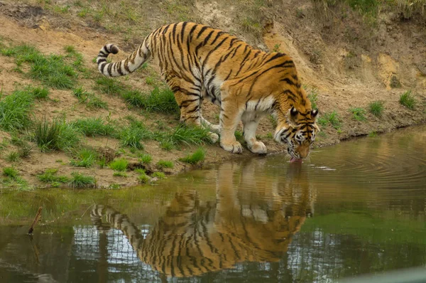 Um tigre bebendo — Fotografia de Stock