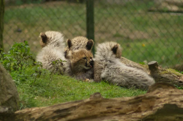 CHEETA quintuplet yavrularını — Stok fotoğraf