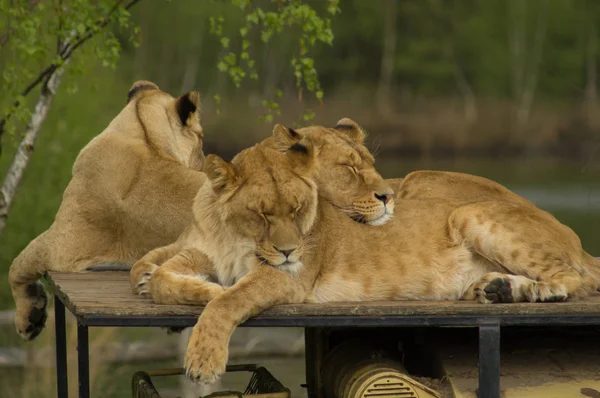 Uyuyan kadın lionesses