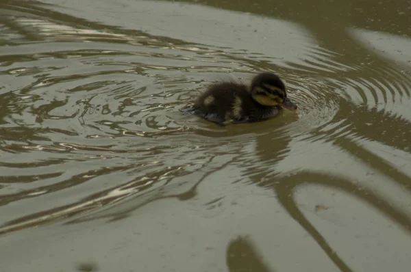 Un jeune canard — Photo