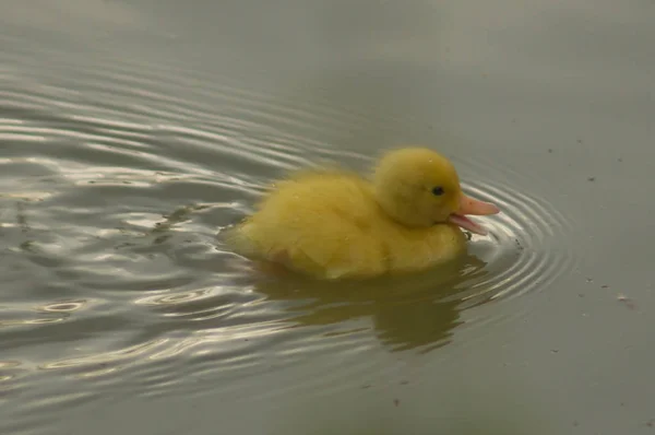 Un canard jaune — Photo