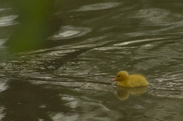 Un patito amarillo —  Fotos de Stock