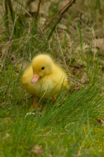 A yellow duckling — Stock Photo, Image