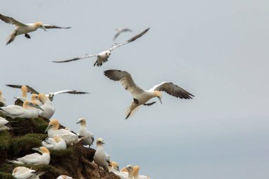 Kuzey gannet yuva sitesinde açılış