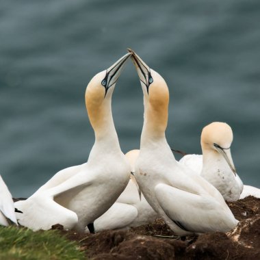 Gannet Kur ritüel