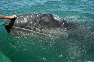 Meraklı bebek gri balina
