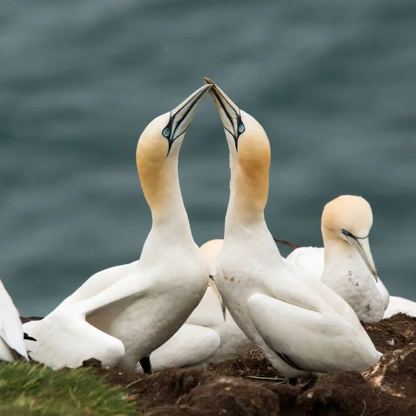 Gannet courtship ritual — Stock Photo, Image