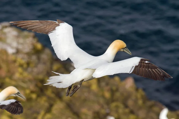 Gannet in flight — Stock Photo, Image