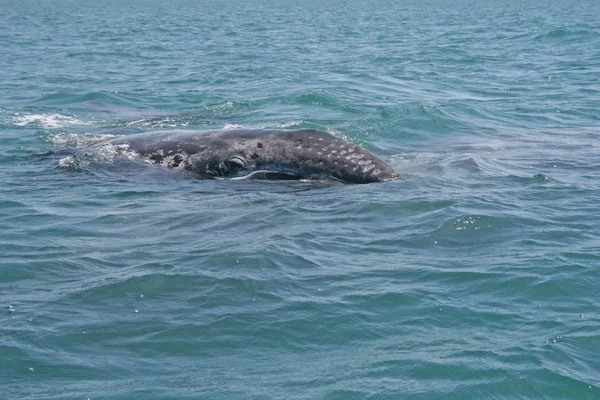 Inquisitive baby gray whale — Stock Photo, Image