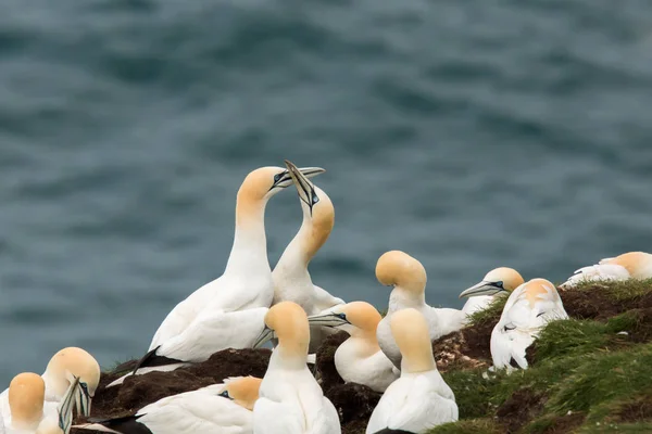 Northern gannet colony Stock Picture