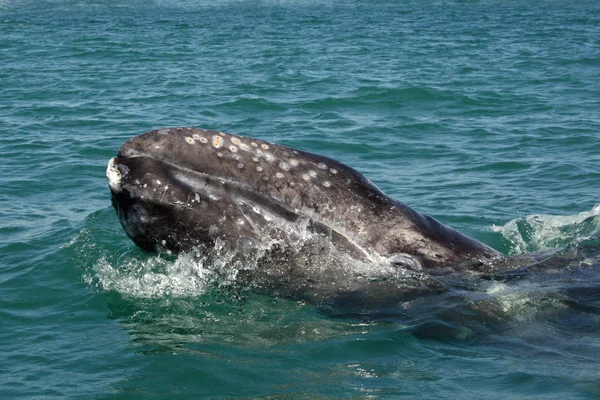 Inquisitive baby gray whale Stock Picture