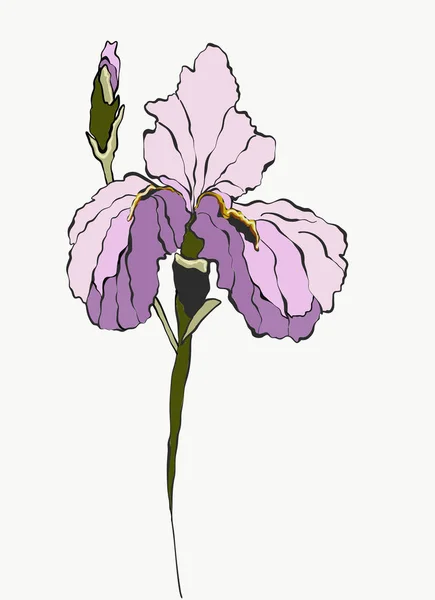 Beyaz arka plan, vektör, mor Iris güzel çiçek