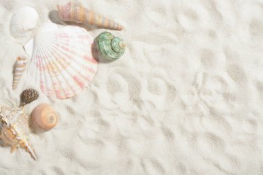 Yumuşakça kabuğu beyaz kum plaj