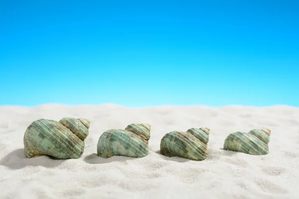 Turquoise snail shells on the white sand beach — Stock Photo, Image