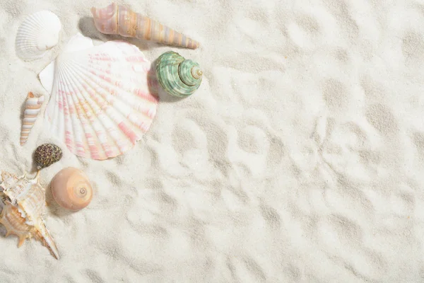 Mollusk shells on the white sand beach — Stock Photo, Image