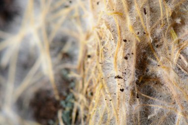 Ot kökleri toprak, yakın çekim