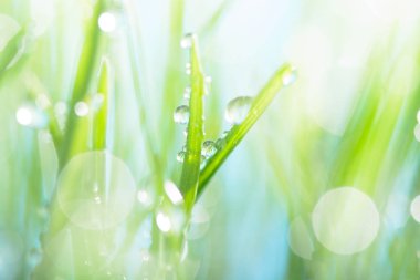 Yeşil çimenlere su damlaları