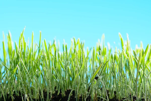 Kapky vody na zelené trávě proti obloze — Stock fotografie