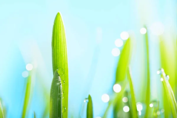 Water drops on green grass against the sky — Stock Photo, Image