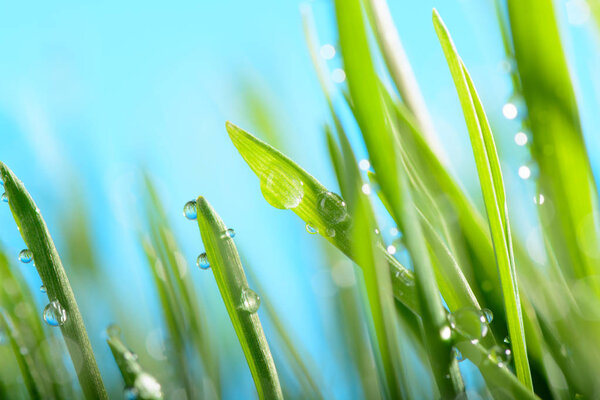 Water drops on green grass against the sky