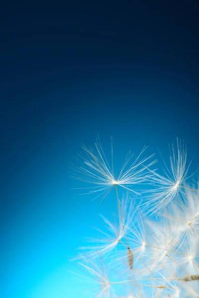 Dandelion seeds fly away — Stock Photo, Image
