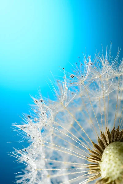 Mavi zemin üzerine bir karahindiba üzerinde çiy damlaları — Stok fotoğraf