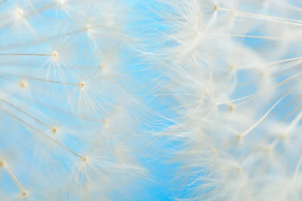 Mavi zemin üzerine iki dandelions — Stok fotoğraf