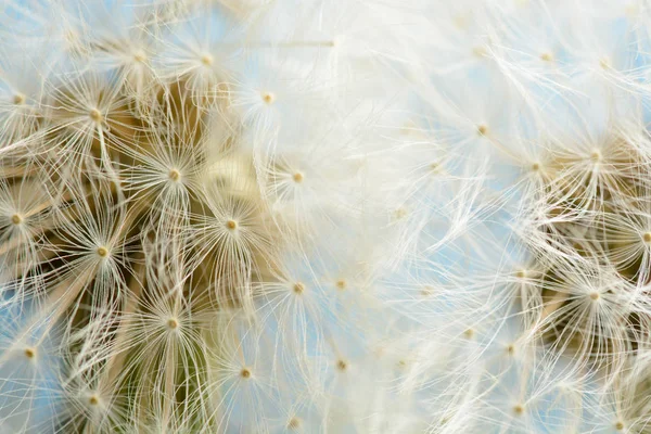 Mavi zemin üzerine iki dandelions — Stok fotoğraf