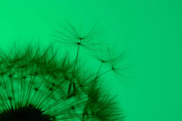 Silhouette eines Löwenzahns auf grünem Hintergrund — Stockfoto