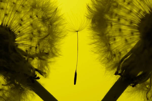 Силуэт одуванчика на желтом фоне — стоковое фото
