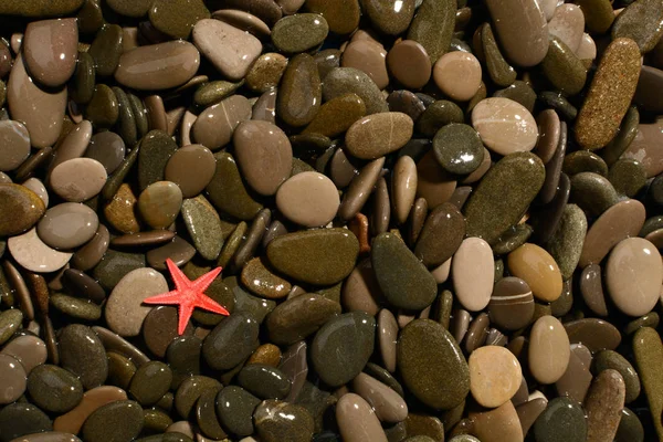 Wet pebbles in sunlight — Stock Photo, Image