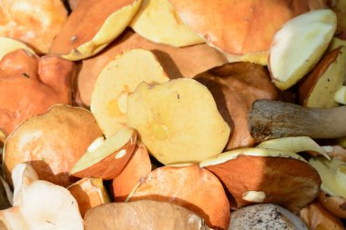 Bir kova içinde toplanan yenilebilir mantar çörek