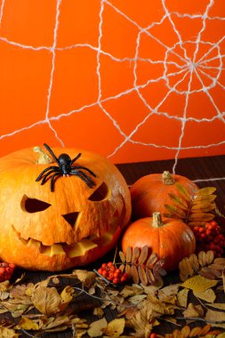 Korkunç Halloween kabak ve siyah örümcek arasında sarı turuncu duvar web arka plan üzerinde bırakır