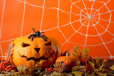 Korkunç Halloween kabak ve siyah örümcek arasında sarı turuncu duvar web arka plan üzerinde bırakır
