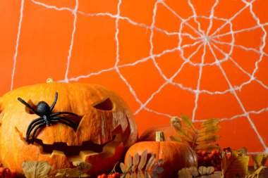 Korkunç Halloween kabak ve siyah örümcek arasında sarı turuncu duvar web arka plan üzerinde bırakır