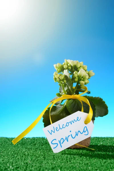 Potted flower with Welcome spring sign — Stock Photo, Image