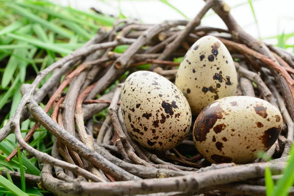 Ovos de codorna no ninho na grama — Fotografia de Stock