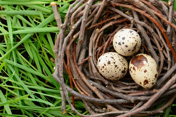Ovos de codorna no ninho na grama — Fotografia de Stock