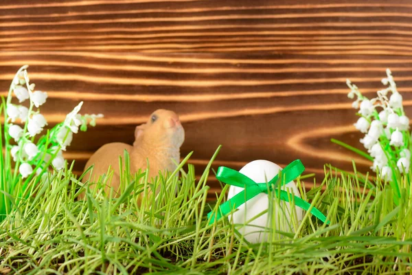 Dekorativa kanin och ägg till påsk — Stockfoto