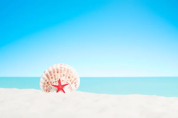 Red starfish with a shell on a sandy beach — Stock Photo, Image