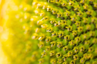 Çiçek Ayçiçeği tohumları closeup ile