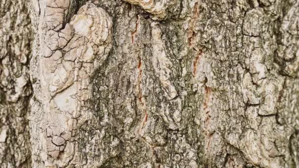 Una piccola formica nera scorre attraverso la corteccia di un albero. 4K, primo piano . — Video Stock