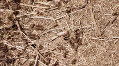 Vahşi doğada kollektif yaşam. Karınca yuvasında kırmızı orman karıncaları, yakın plan, 4k.