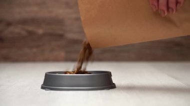 Kuru İskoç kedisi. Yakın çekim, dişi bir el kedi mamasını kaseye koyar, kedi de kaseden yemek yer..