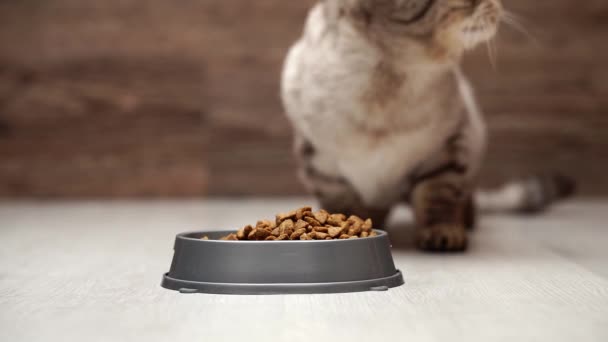 Mangime secco gatto scozzese. Primo piano, una mano femminile versa cibo per gatti in una ciotola, un gatto mangia cibo da una ciotola . — Video Stock